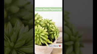 Most Beautiful Peperomia Plants for Home🪴🍃 homedecor beautiful indoorplants peperomia [upl. by Adaval]