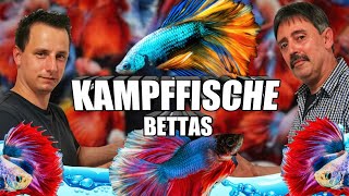 Kampffisch Betta Haltung und Pflege [upl. by Orten291]