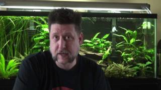 Anubias in Bloom Aquarium update and Fluval Review [upl. by Arriec]