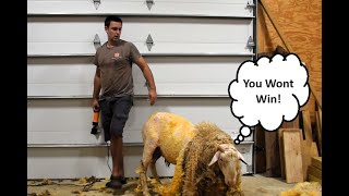 The WORST Part of Wool Sheep Shearing [upl. by Dodds]