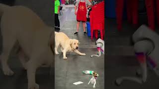 Which is REALLY Better for You  Dog or Robot Companionship [upl. by Yacov]