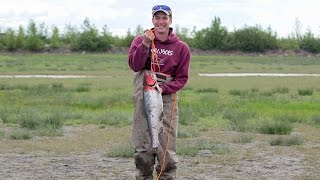 How to catch a king salmon at Ship Creek in downtown Anchorage Alaska [upl. by Ellora]