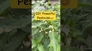 DIY Powerful Pesticide with Phenolic Disinfectant amp Turmeric StepbyStep Guide youtubeshorts [upl. by Naval]