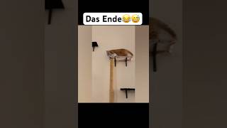 Das Ende😂😅 music artist hiphop dance lustigekatze chat humour memes sing cat [upl. by Dorena]