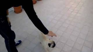 Laddestramento di Lancillotto il carlino Pug 3 MESI training [upl. by Berfield323]