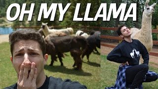 I WENT TO A LLAMA FARM AND CRIED [upl. by Aznarepse]