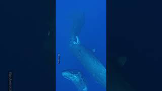 Sperm Whale Clicks Heard Underwater 😲🐋 [upl. by Eerak273]