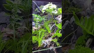 Vivarium chill aquascape aquarium fishtank fish vivarium [upl. by Leunamne]