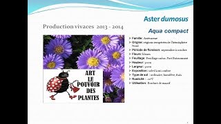 Aster dumosus Aqua compact plante vivace [upl. by Costin]