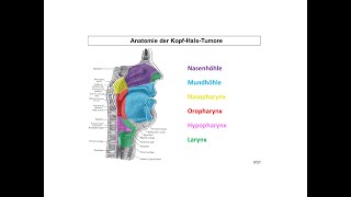 Anatomische Regionen im KopfHalsBereich  Strahlentherapie Prof Hilke Vorwerk [upl. by Sualakcin]