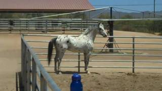 Colorado Skrodstrup  Knabstrupper Stallion [upl. by Susie33]