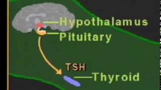 thyroid hormone physiologympg [upl. by Akienom]