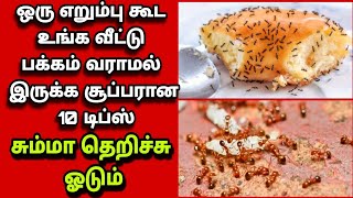 இத மட்டும் செய்யுங்க எறும்பு உங்க வீட்டு பக்கமே வராது 10 டிப்ஸ்  Ant killing tips  Fathus Samayal [upl. by Belamy]