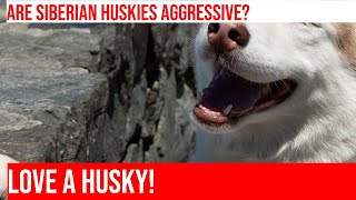 Siberian Huskies Friendly amp Gentle or Prone to Aggression [upl. by Maryjo]