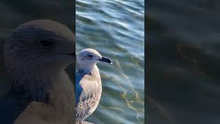 napoli mergellina gabbiano mare seagulls marinelife sea wavesounds seasound sun magic [upl. by Zzabahs121]