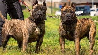 Presa Canario ⭐ Amazing and Strong Guardian ⭐ [upl. by Konstantin13]