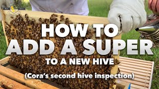 Coras Bees  How to Add a Super to a New Hive  Inspection 2 Beginner Beekeeper Tutorial [upl. by Armitage]