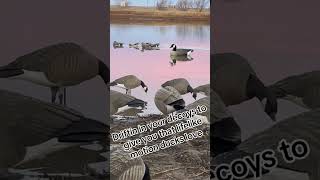 quickcoy waterfowlers waterfowl waterfowlhunter waterfowling waterfowltok [upl. by Carlock]