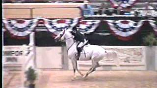 Special Memories trakehner show jumping stallionCapital Challenge Grand Prix [upl. by Walburga]