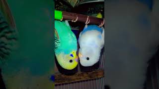 l love babh dance song punjabisong punjabi newsong lovebirdssong music lovebird [upl. by Egas]