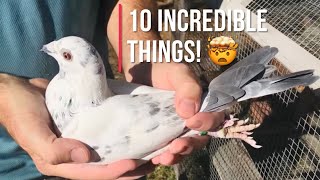 10 incredible things about homing pigeons [upl. by Jobey385]