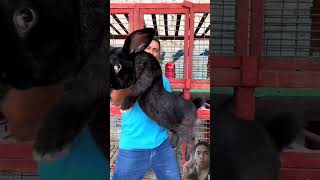 Giant Rabbit rabbit pets bunny rabbitry pet [upl. by Anifad]