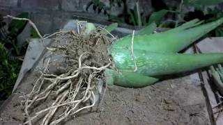 How to Grow Aloe Vera Plant at Home  How to Grow Aloe Vera From Runner urduhindi [upl. by Flora]