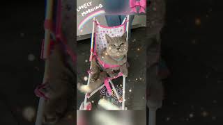 SIMBA im Puppenwagen🎀 katzenmusik cute katze [upl. by Paymar]