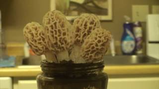 Grow Morel Mushrooms at home [upl. by Gurney25]