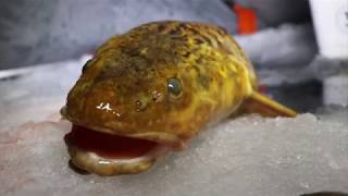 Ice fishing for HUGE burbot [upl. by Spain975]