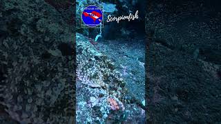 Scorpionfish bali scubadiving amed amedbali diveadventure [upl. by Gefen]