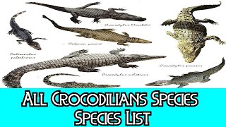 All Crocodilians Species  Species List [upl. by Fuld144]