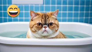 Funny Videos with Exotic Shorthair cats  Hilarious amp Adorable Moments [upl. by Gauldin]