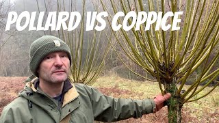 Pollarding vs Coppicing [upl. by Filemon]