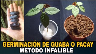 COMO GERMINAR SEMILLAS DE GUABA O PACAY FACILMENTE  TRUCO INFALIBLE [upl. by Narba898]