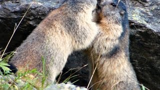 Marmot family near the lac de Pormenaz French Alps sept 6  2013 [upl. by Northway725]