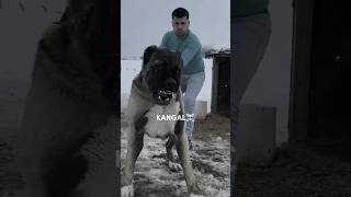 Transformações☠️dogo argentino kangal cane corso pitbullkangaldogoargentinocanecorsopitbull [upl. by Bull]