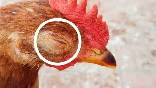 Chicken Eye Infection Causes Prevention and Treatment  Dr ARSHAD [upl. by Wahlstrom]