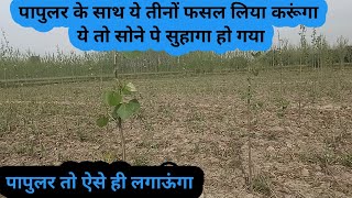 पापुलर के साथ ये फसल लगे तो होगा दोगुना मुनाफा [upl. by Seravat]