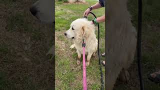 Weezy gets a bath greatpyrenees farm dogs Happy birthday to my niece Emma [upl. by Dougie660]