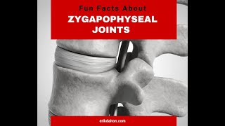 Fun Facts About Zygapophyseal Joints Z Joints  Erik Dalton [upl. by Aninad]