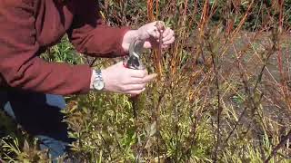 Pruning Cornus alba Kesselringii [upl. by Granny862]