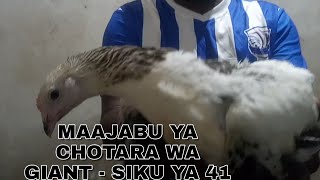 MAAJABU YA KUKU WA CHOTARA WA GIANT  SIKU YA 41 [upl. by Prentice]