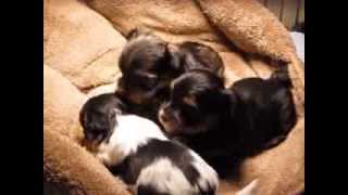 YorkiePoo Video [upl. by Jak]