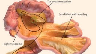 A NEW ORGAN HAS JUST BEEN DISCOVERED MANDELA EFFECT [upl. by Montfort]