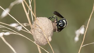 Eumenes fraternus fraternal potter wasp constructing her nest [upl. by Alraep464]