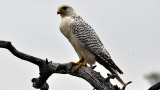 White Gyrfalcon nesting in Siberia [upl. by Dede97]