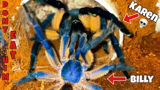 Extremely Blue Tarantula Breeding🤩Billy’s first girlfriend❤️🥹 [upl. by Philana]