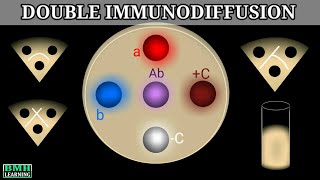 Double Immunodiffusion  Outcherlony Immunodiffusion [upl. by Reffotsirhc855]