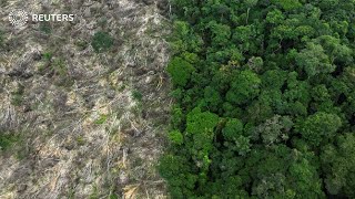 Deforestation in Brazils Amazon drops in first half of 2023 [upl. by Ina]